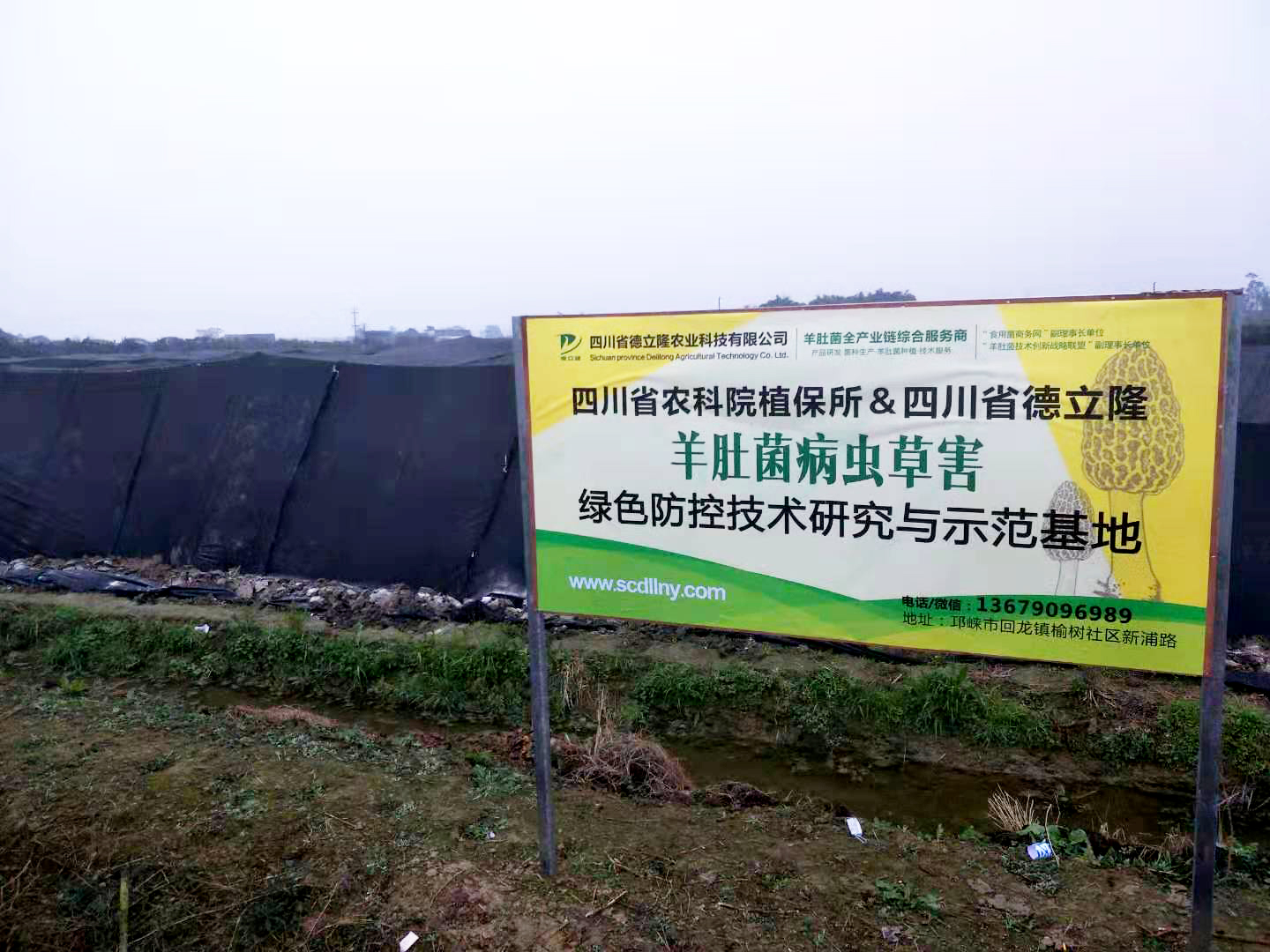 羊肚菌病虫草害绿色防控